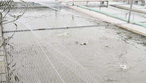 廣東大疆漁業(yè) 水產(chǎn)養(yǎng)殖水質(zhì)指標(biāo) 酸堿度 PH值 篇