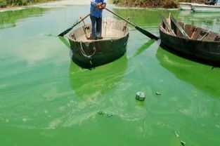 警惕 水產養殖池塘一夜變綠魚蝦死亡,誰才是罪魁禍首