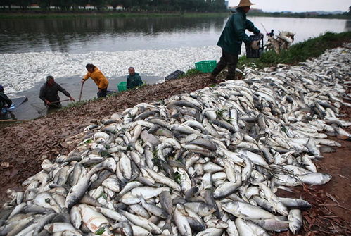 水產(chǎn)養(yǎng)殖風(fēng)險(xiǎn)大,這些保險(xiǎn),能讓你把養(yǎng)殖風(fēng)險(xiǎn)降最低