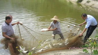 陽(yáng)春這條村引進(jìn)魚苗60萬(wàn)尾,竟將水產(chǎn)養(yǎng)殖搞到風(fēng)生水起...