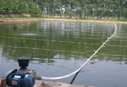 水產(chǎn)養(yǎng)殖羅茨風機增氧技術介紹