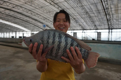 珠海成功研發(fā)生態(tài)羅非魚養(yǎng)殖技術,每條魚均有&ldquo;身份證&rdquo;