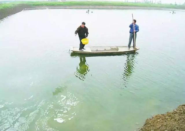 弧菌克星--蛭弧菌,中詢生物:對(duì)蝦白便紅體,病源竟然是這樣