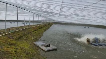 小王家的沼蝦養(yǎng)殖基地