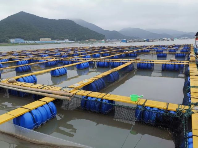 【關注】國內首家!象山漁企獲評國家級岱衢族大黃魚良種場