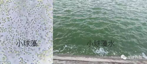 2018水產(chǎn)養(yǎng)殖事半功倍,掌握好培藻技術(shù)很重要