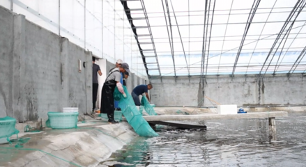 對蝦畝均產量提升60倍,三門這個養殖基地靠什么?