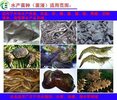 水產養殖使用em益生菌的功能好處都有哪些