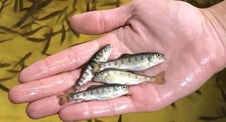 英國科研單位成功開發(fā)虹鱒RTFS疫苗