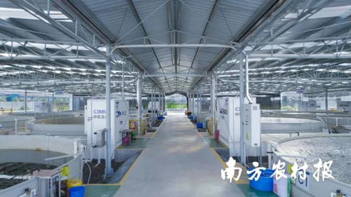 產(chǎn)量提升15倍 中集漁業(yè)一水產(chǎn)養(yǎng)殖案例獲評 美麗鄉(xiāng)村綠色發(fā)展先鋒行動 優(yōu)秀案例