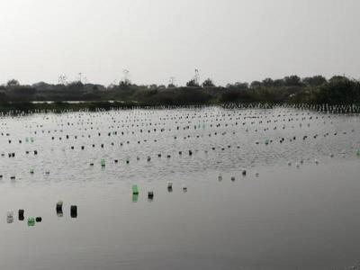 農(nóng)民日報(bào):以行業(yè)發(fā)展為己任 --記上海海洋大學(xué)淡水珍珠蚌種質(zhì)資源創(chuàng)新研發(fā)團(tuán)隊(duì)