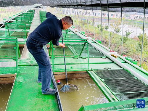 集裝箱養(yǎng)魚 工廠化種菜 武漢都市農(nóng)業(yè) 新花樣