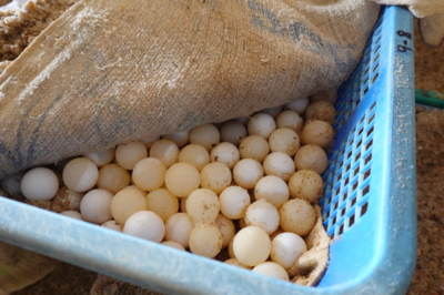 深耕水產養殖30年 闖出龜鱉產業富路子