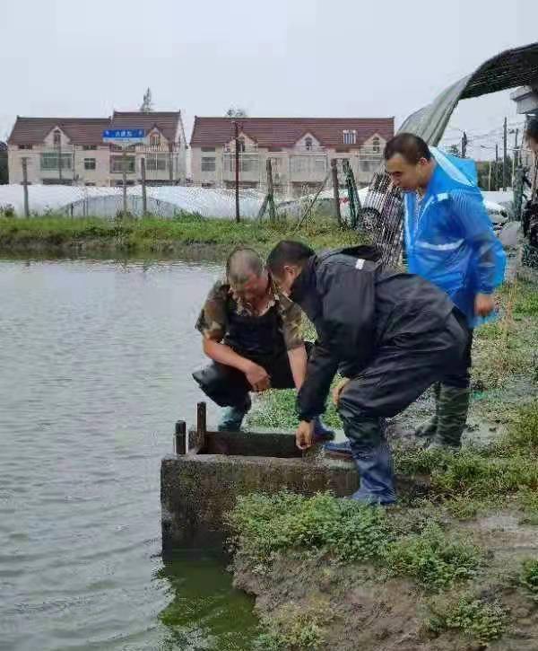 決不輕易讓水產(chǎn)養(yǎng)殖豐收成果受損失,金山這個(gè)鎮(zhèn)全力以赴抗擊 燦都 臺風(fēng)