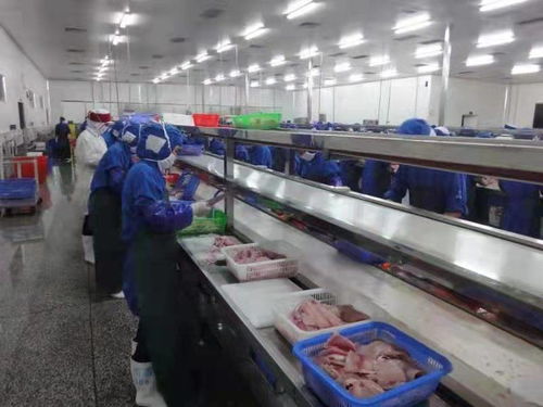 化州全力推動(dòng)羅非魚產(chǎn)業(yè)由大市轉(zhuǎn)向強(qiáng)市，助力農(nóng)家樂休閑觀光服務(wù)升級