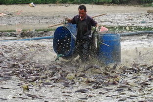 EM生物菌在水產(chǎn)養(yǎng)殖中的關(guān)鍵作用與應(yīng)用